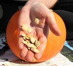 hand holding seeds in front of a pumpkin