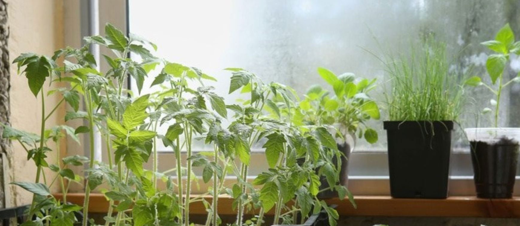 vegetable plants growing inside on windowsill