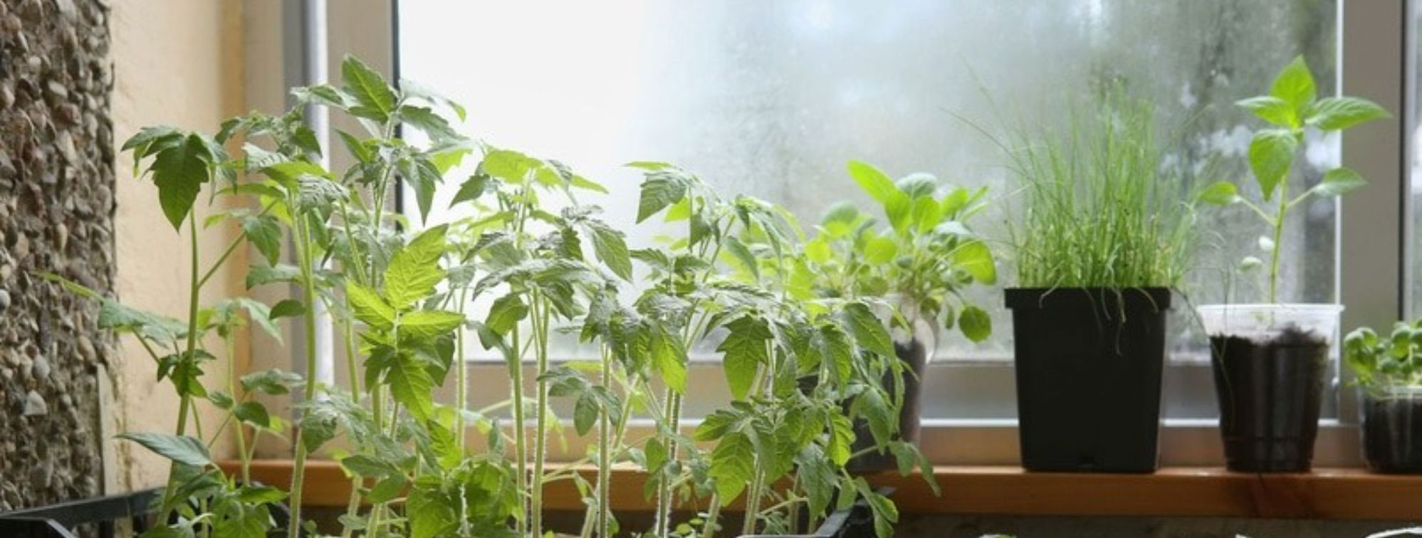 vegetable plants growing inside on windowsill