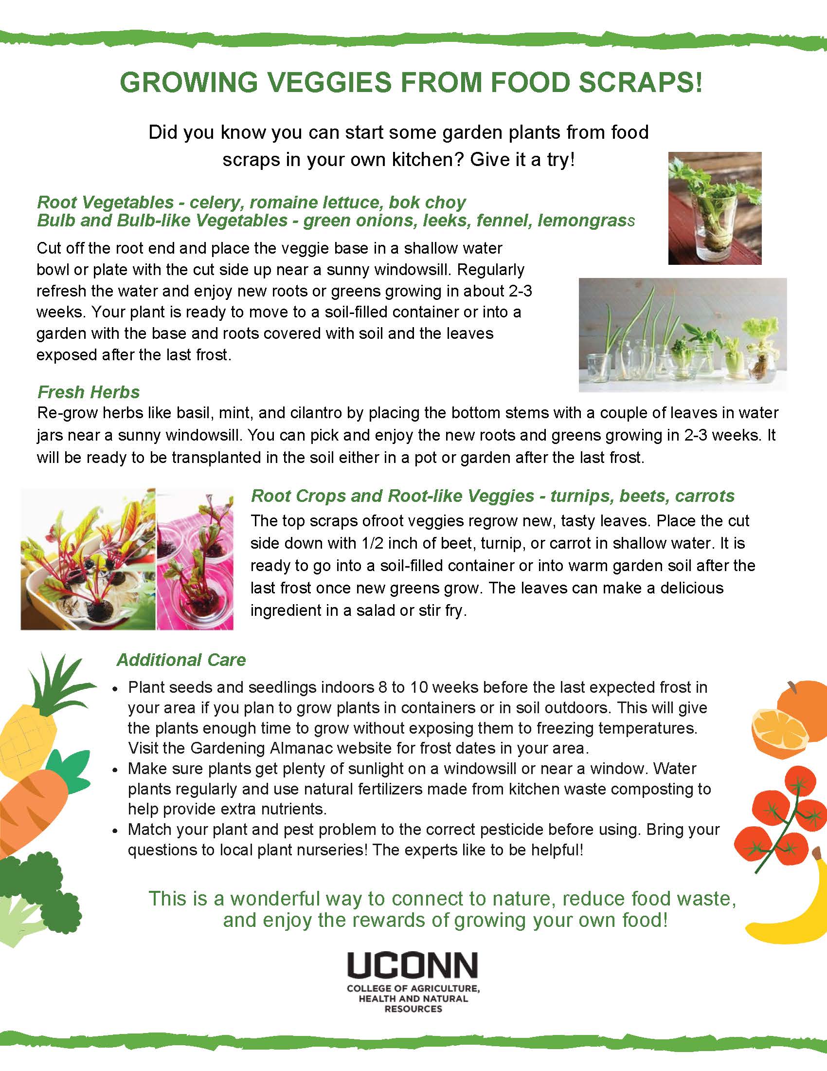 Growing Veggies from Food Scraps flyer